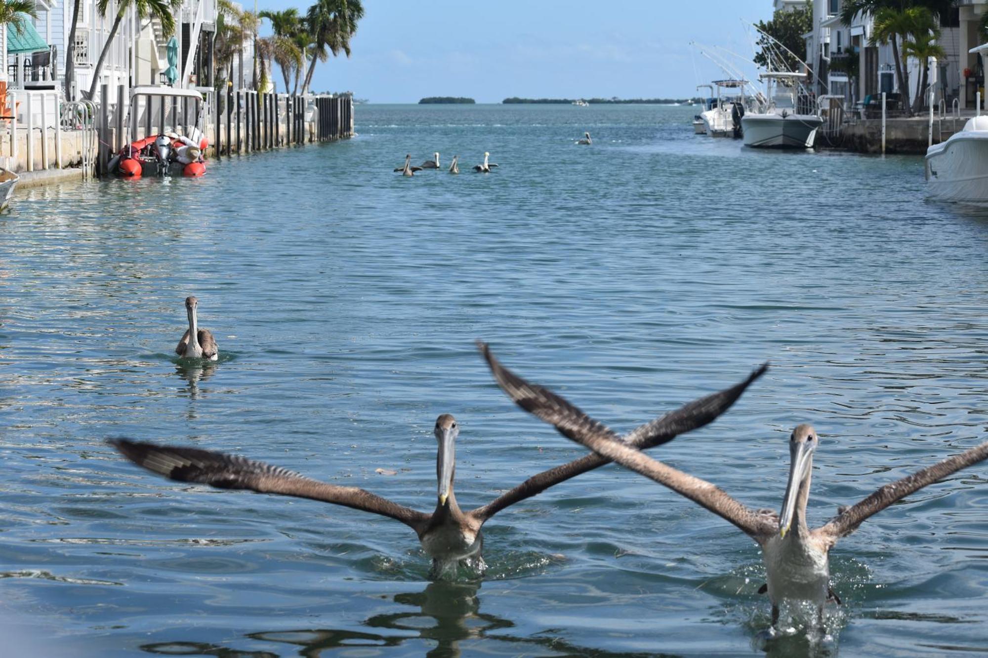 Pelican'S Roost, Waterfront Comfort At Venture Out Cudjoe Key Exterior foto